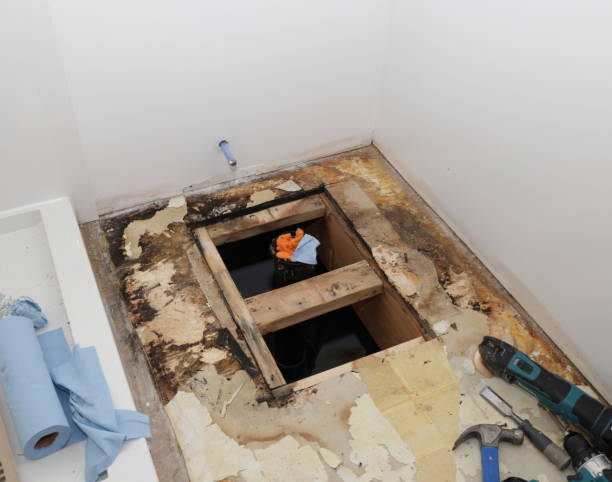 Best Specialized Mold Remediation in USA